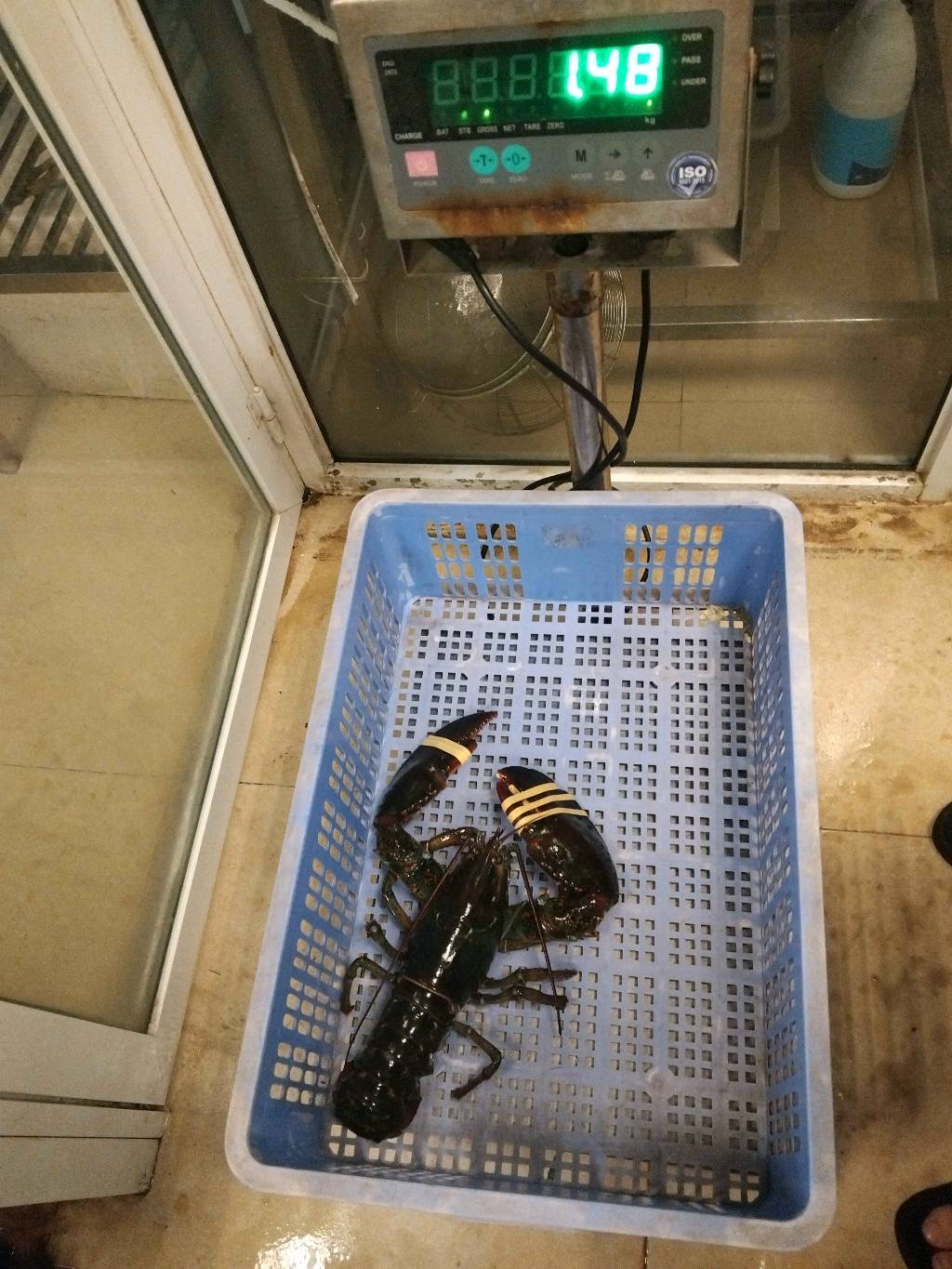 TomHumCa sj 1.3-1.8Kg