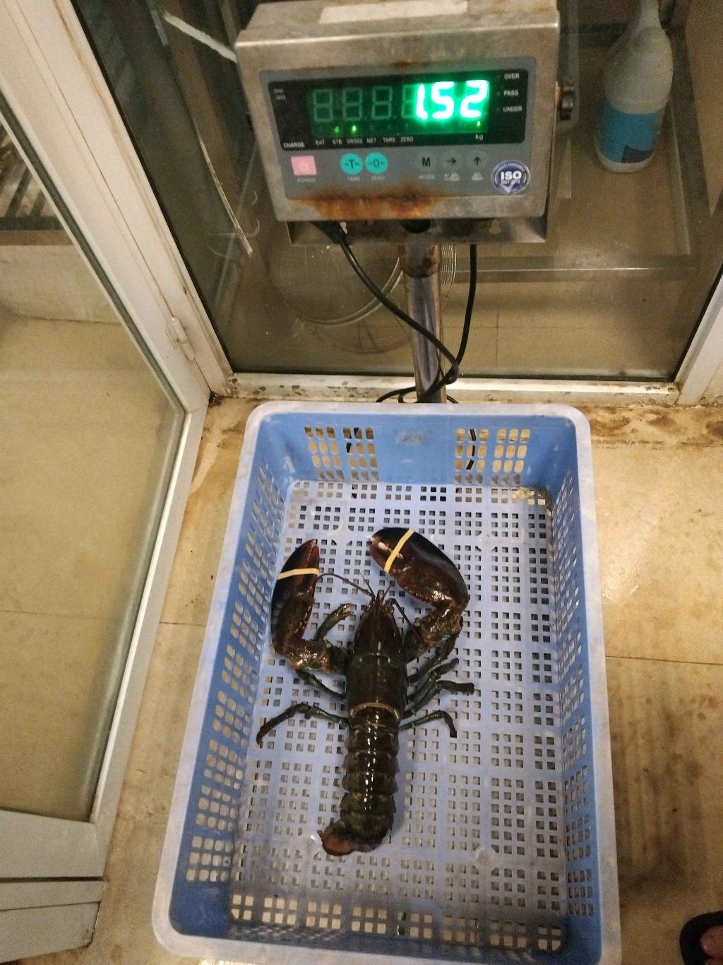 TomHumCa sj 1.3-1.8Kg