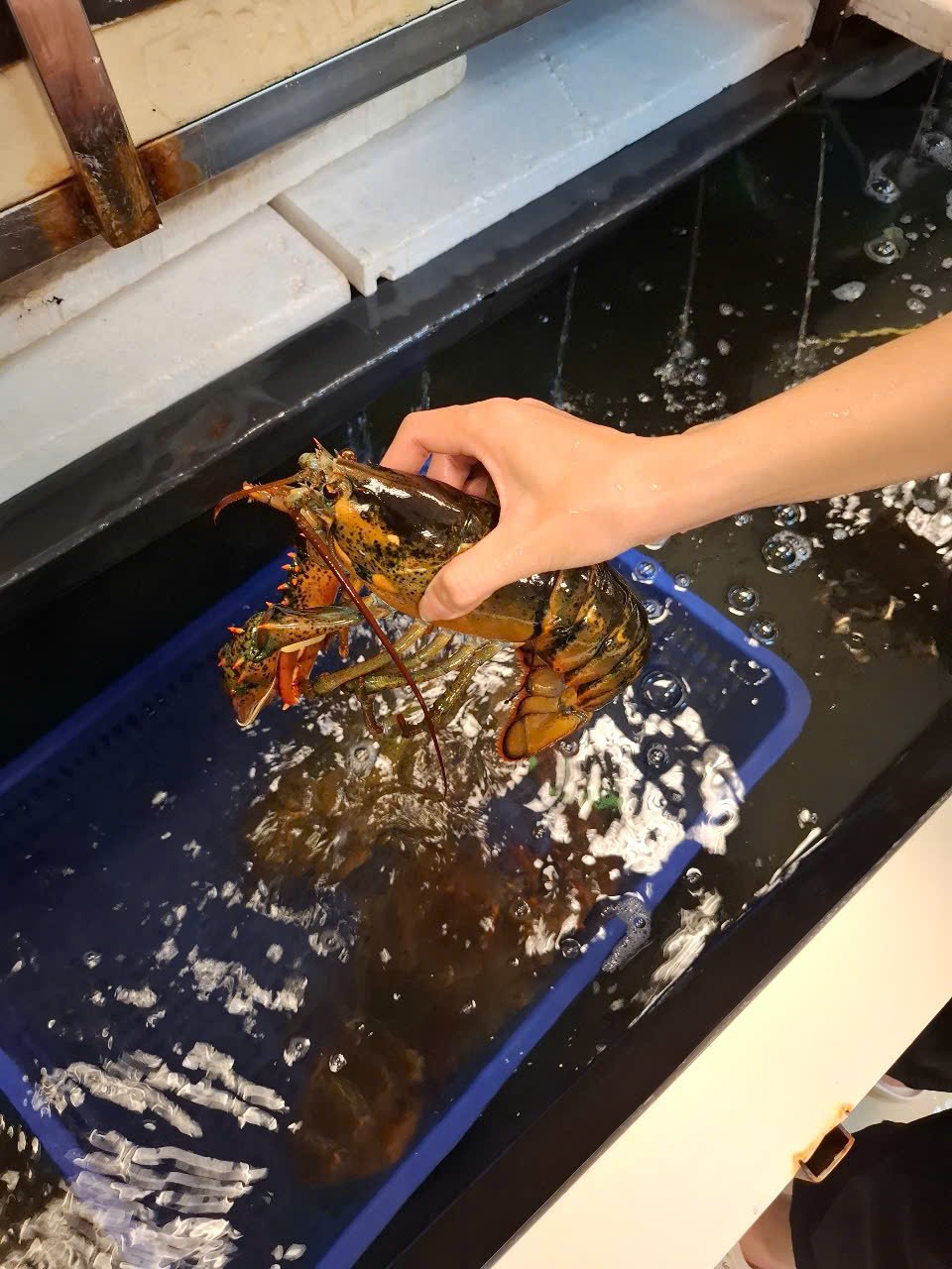 TomHumCa mj 1.8-2.7Kg