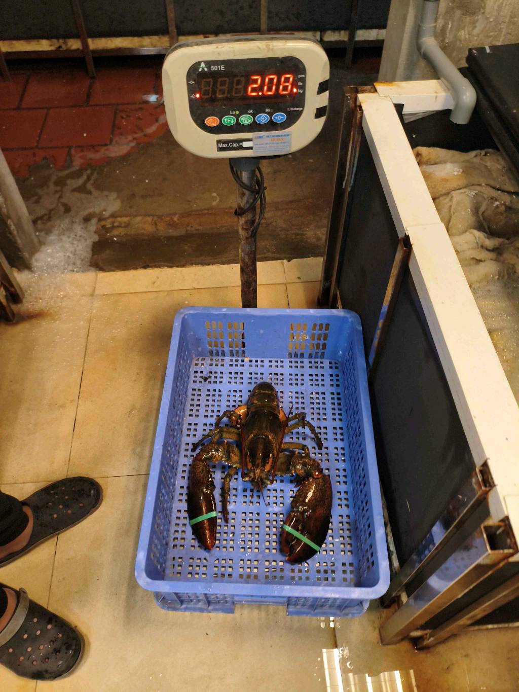 TomHumCa mj 1.8-2.7Kg