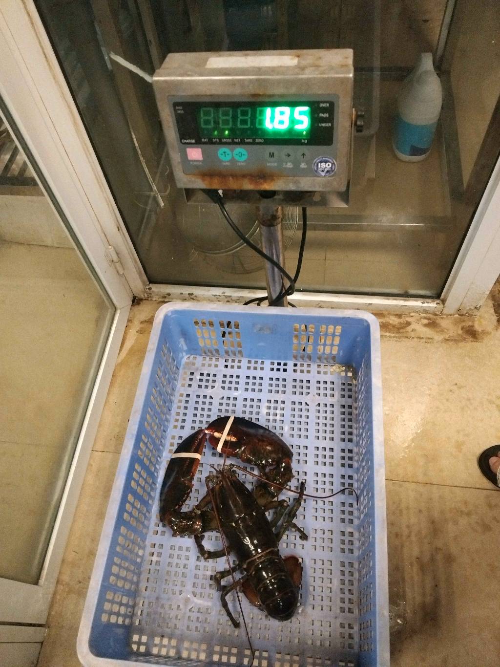 TomHumCa mj 1.8-2.7Kg