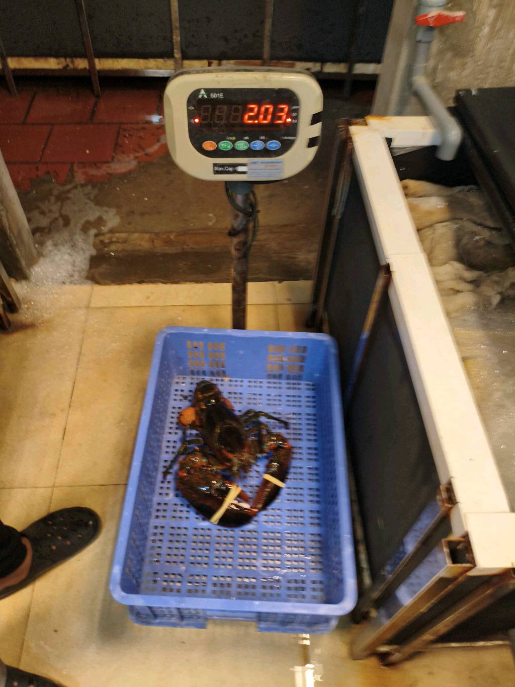 TomHumCa mj 1.8-2.7Kg