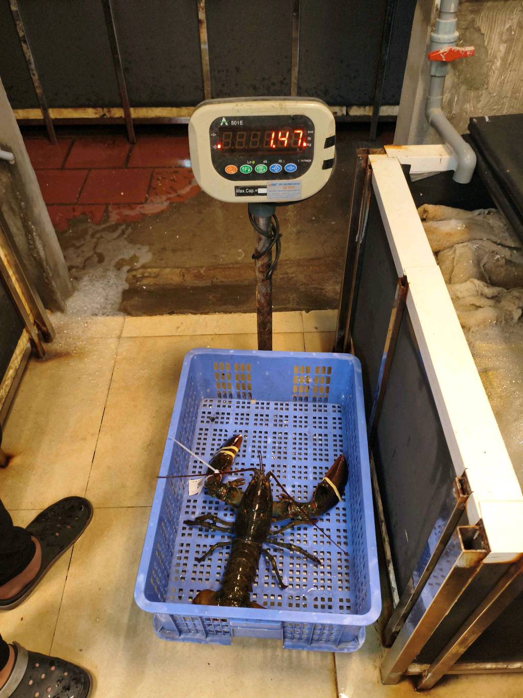 TomHumCa sj 1.3-1.8Kg