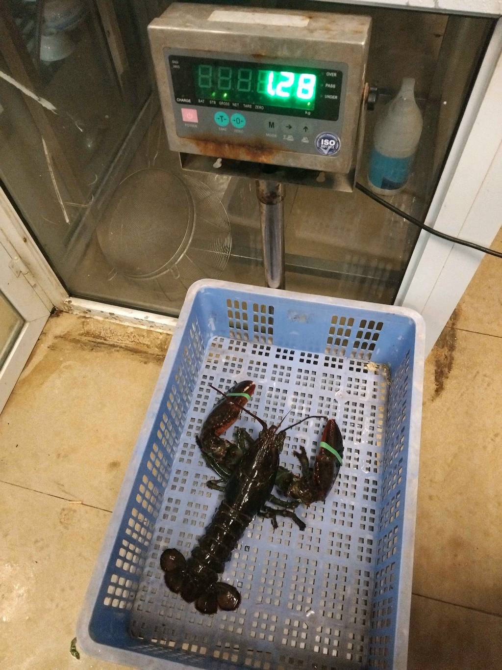 TomHumCa sj 1.3-1.8Kg