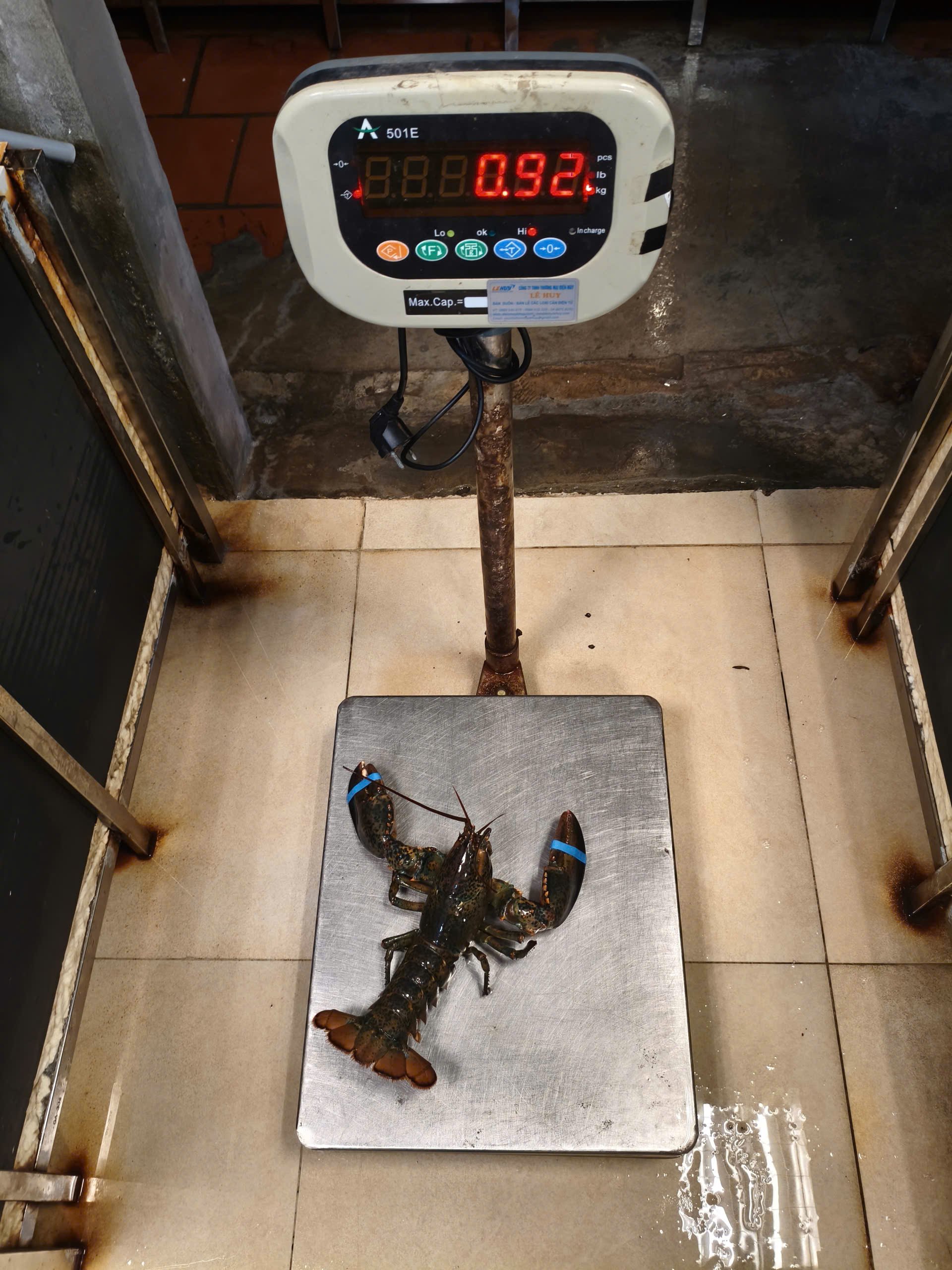 TomHumCa sl 0.8-0.9Kg