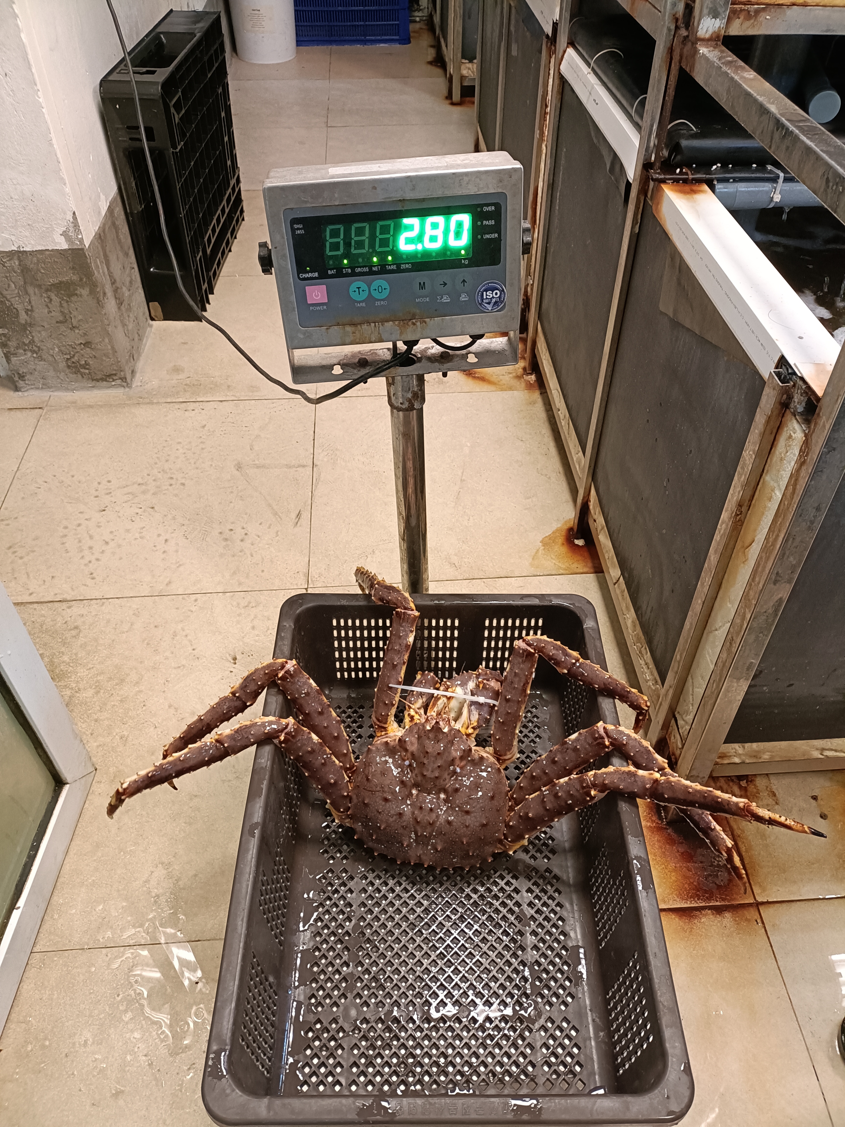 CuaKingA 2.5 - 3Kg