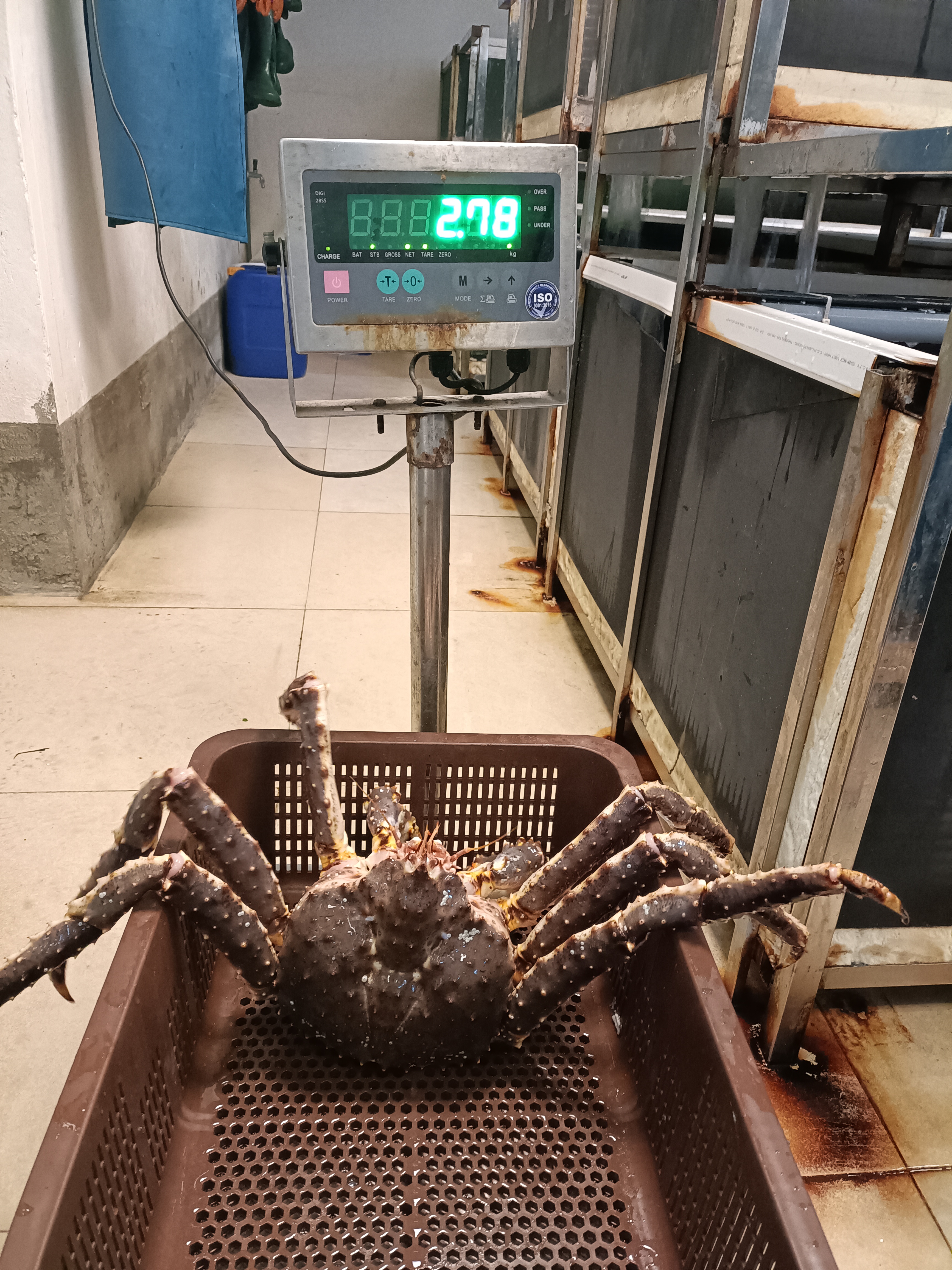 CuaKingA 2.5 - 3Kg