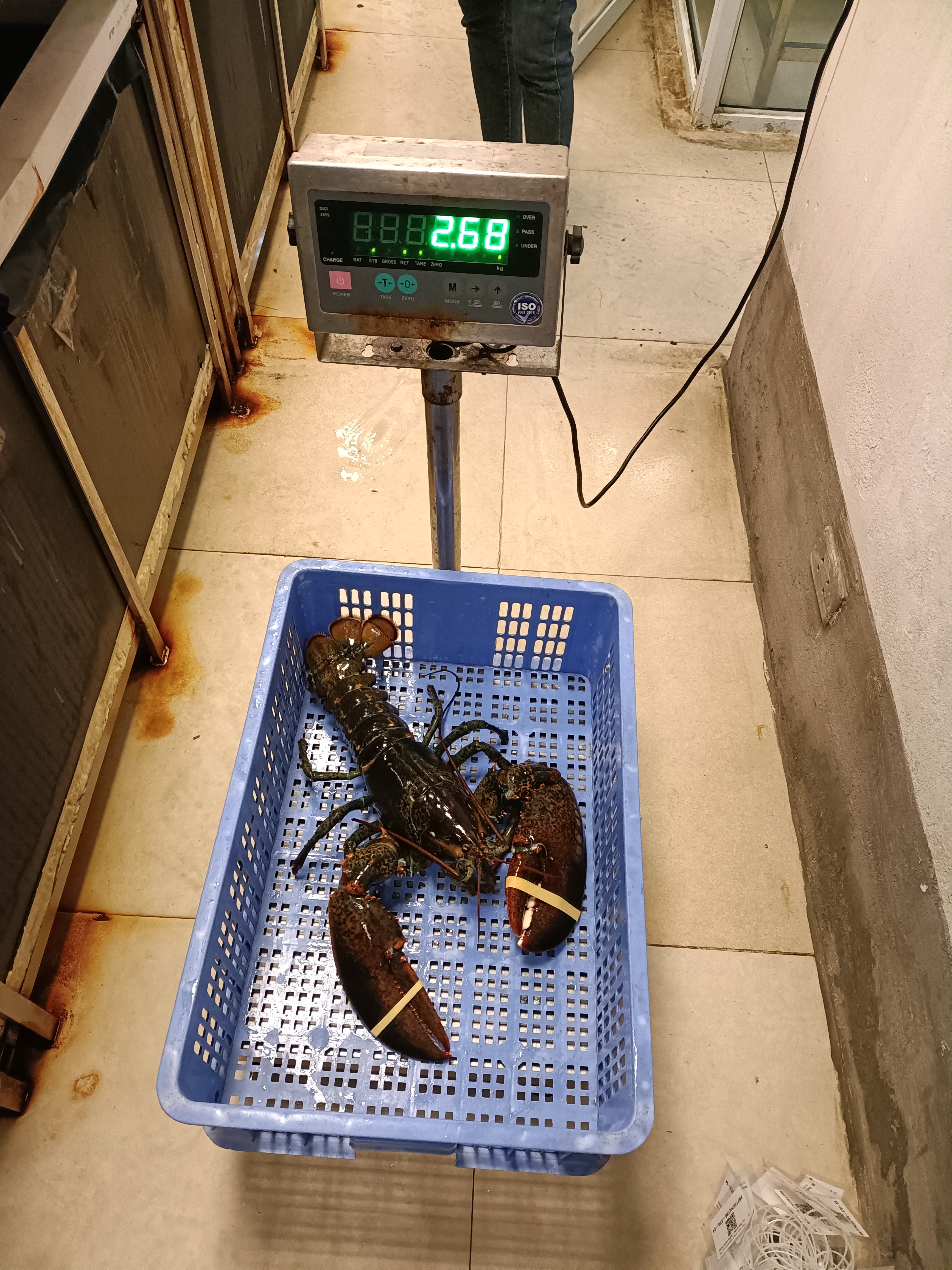 TomHumCa mj 1.8-2.7Kg