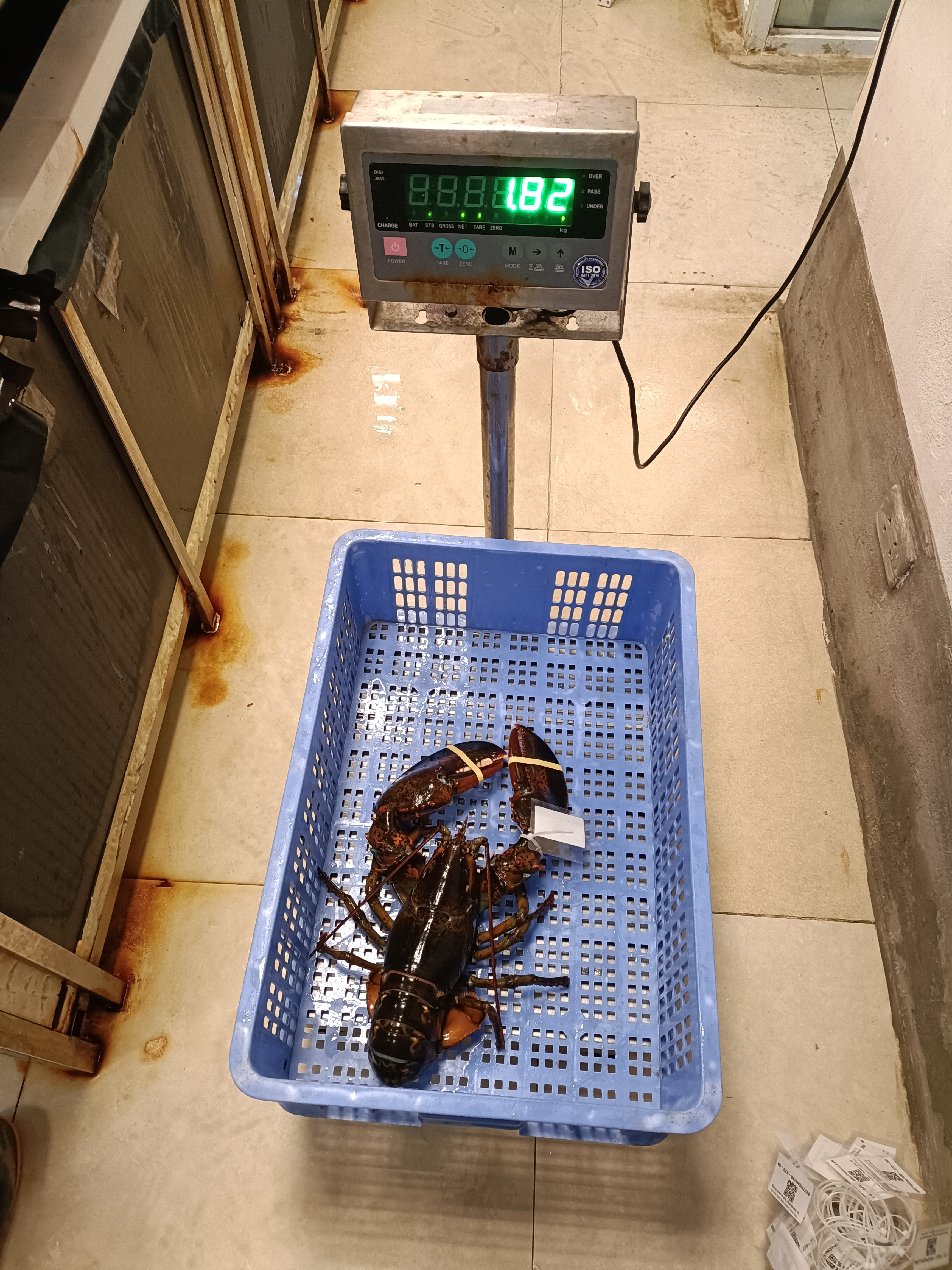 TomHumCa mj 1.8-2.7Kg