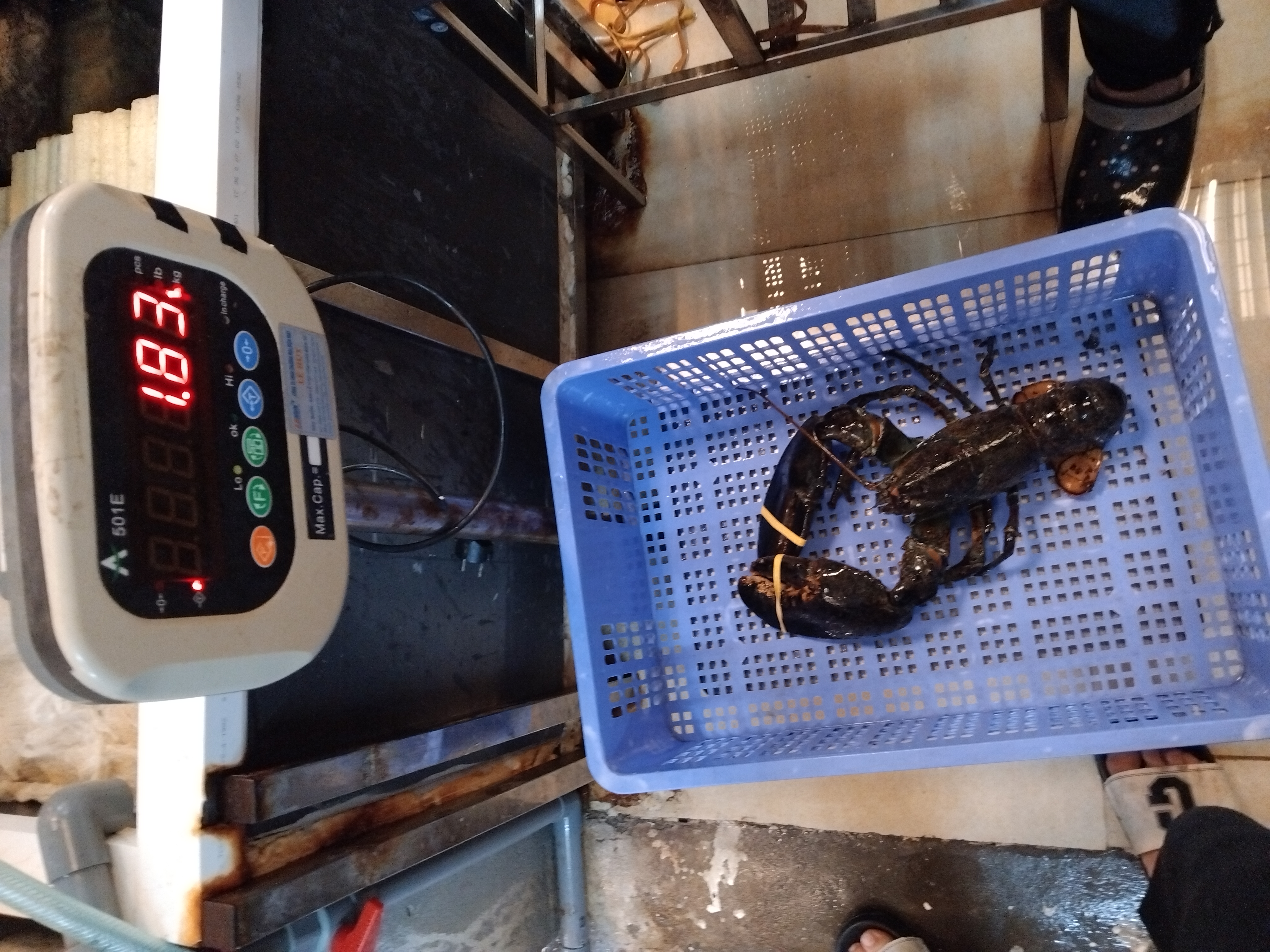 TomHumCa mj 1.8-2.7Kg