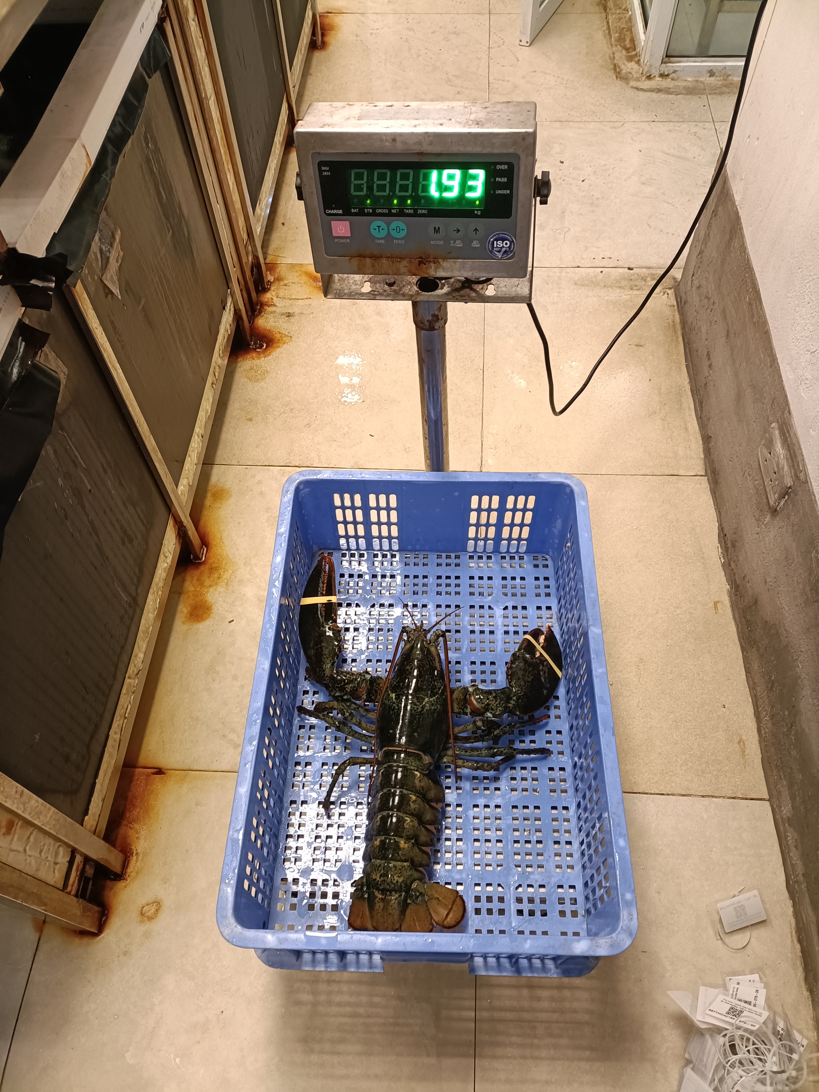 TomHumCa mj 1.8-2.7Kg