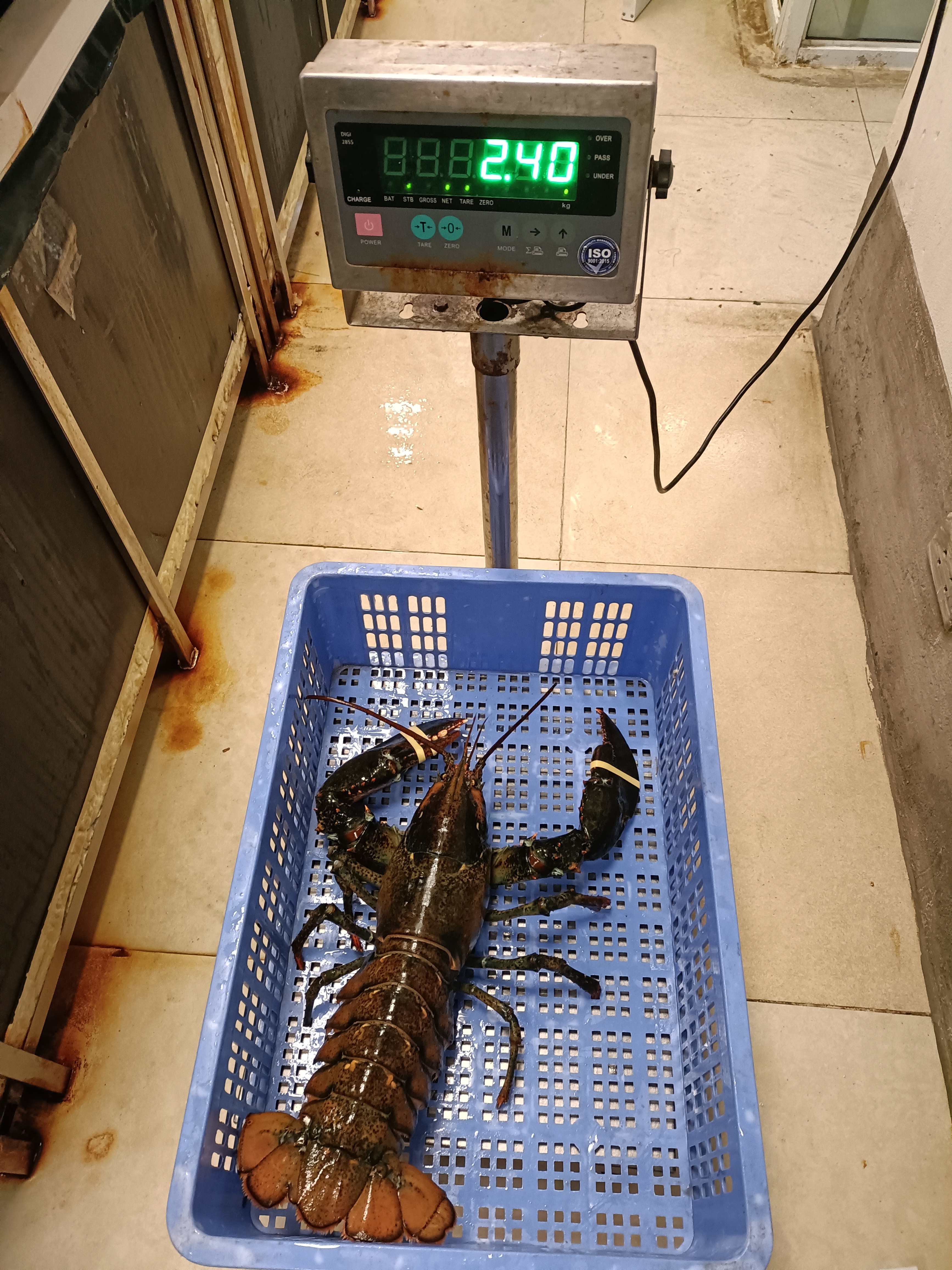 TomHumCa mj 1.8-2.7Kg