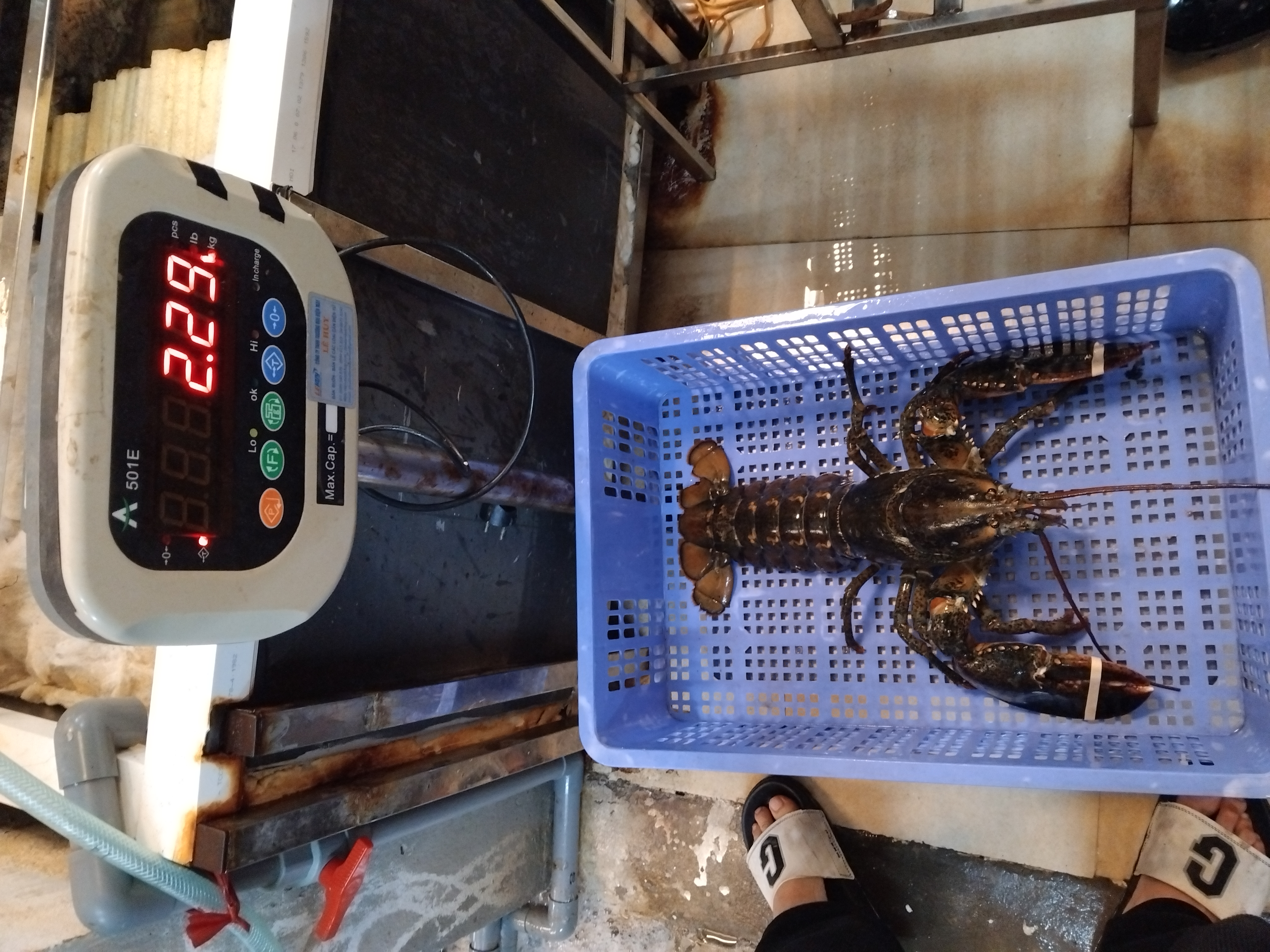 TomHumCa sj 1.3-1.8Kg