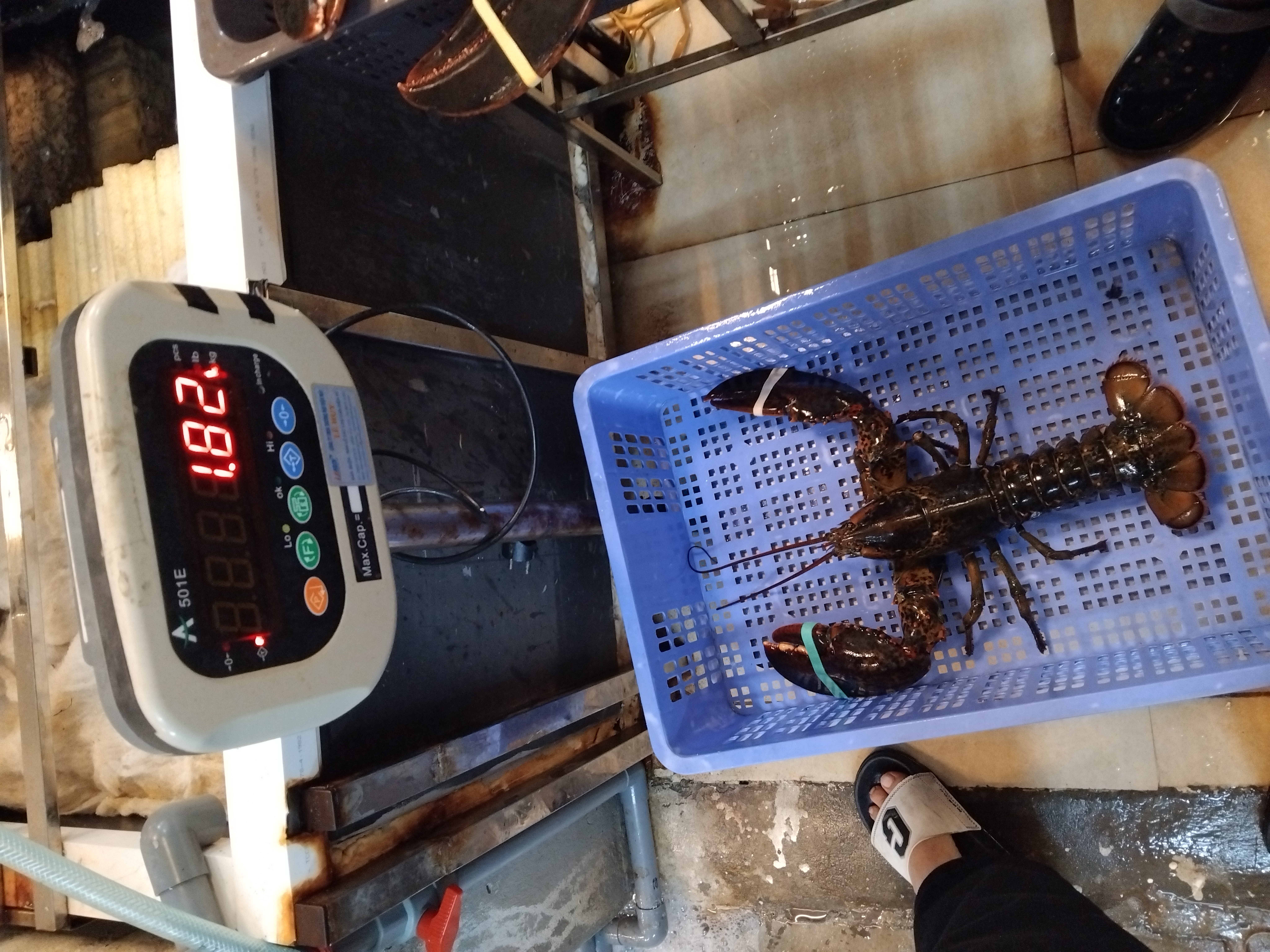 TomHumCa sj 1.3-1.8Kg