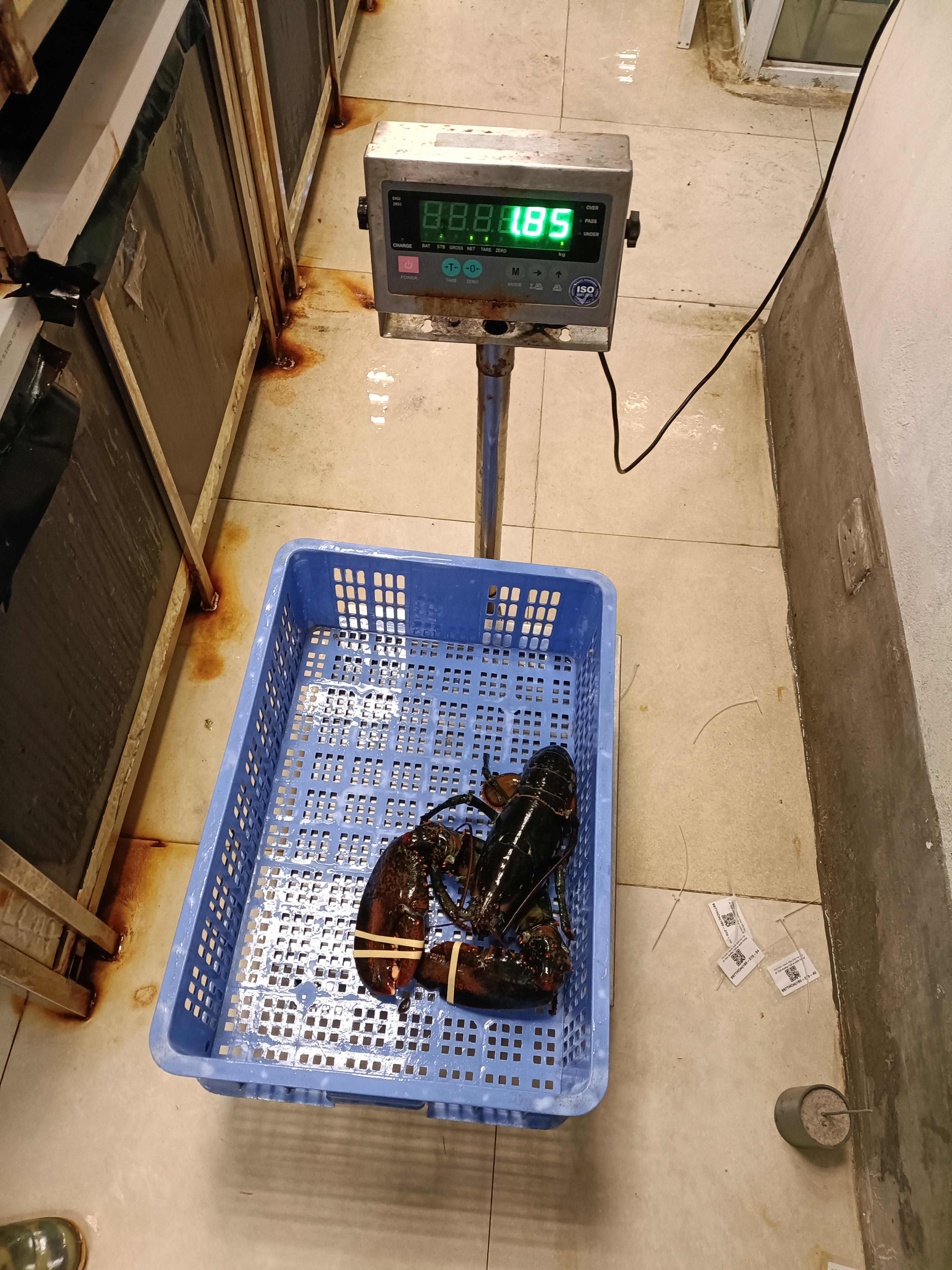 TomHumCa sj 1.3-1.8Kg