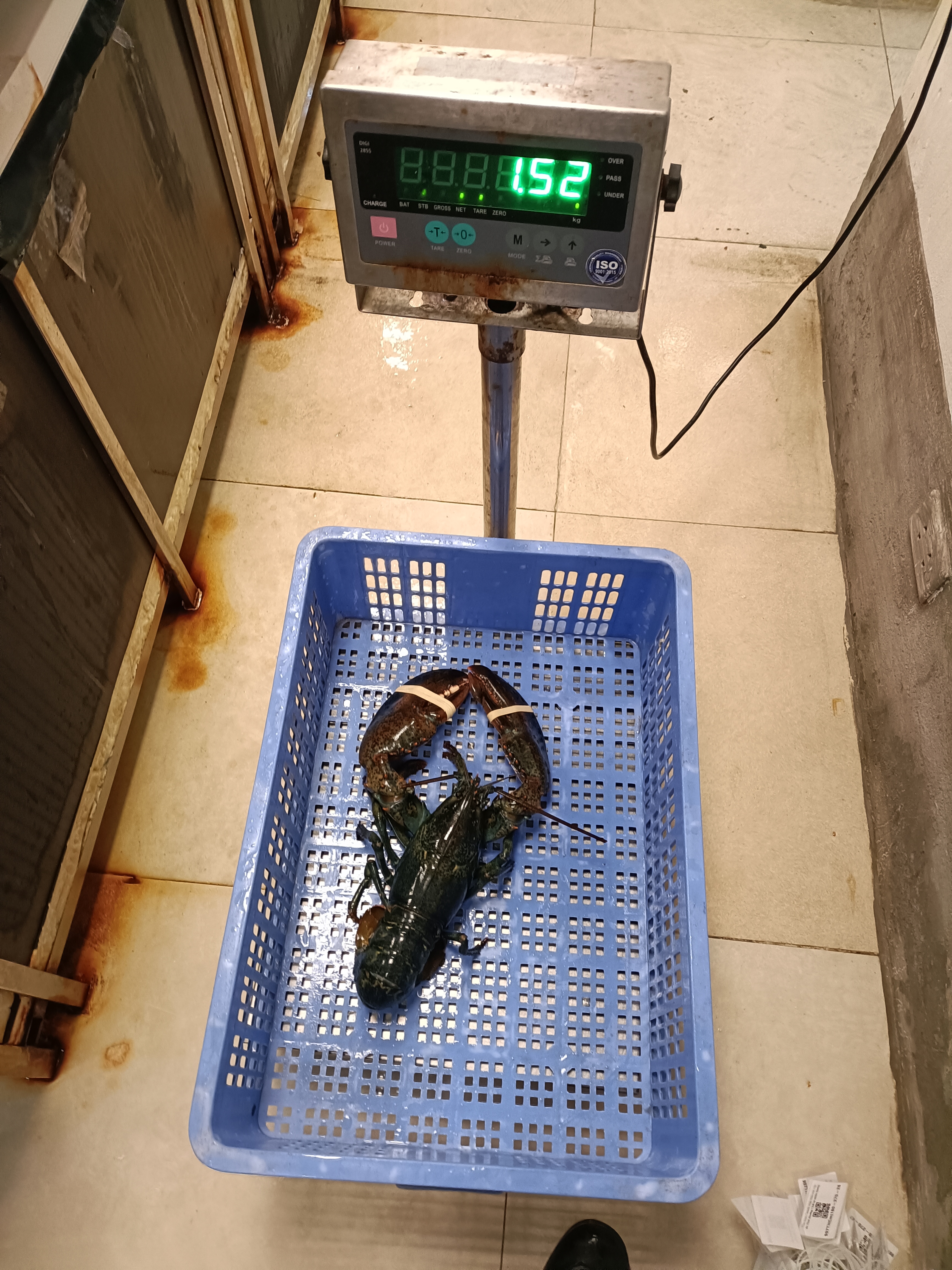 TomHumCa sj 1.3-1.8Kg