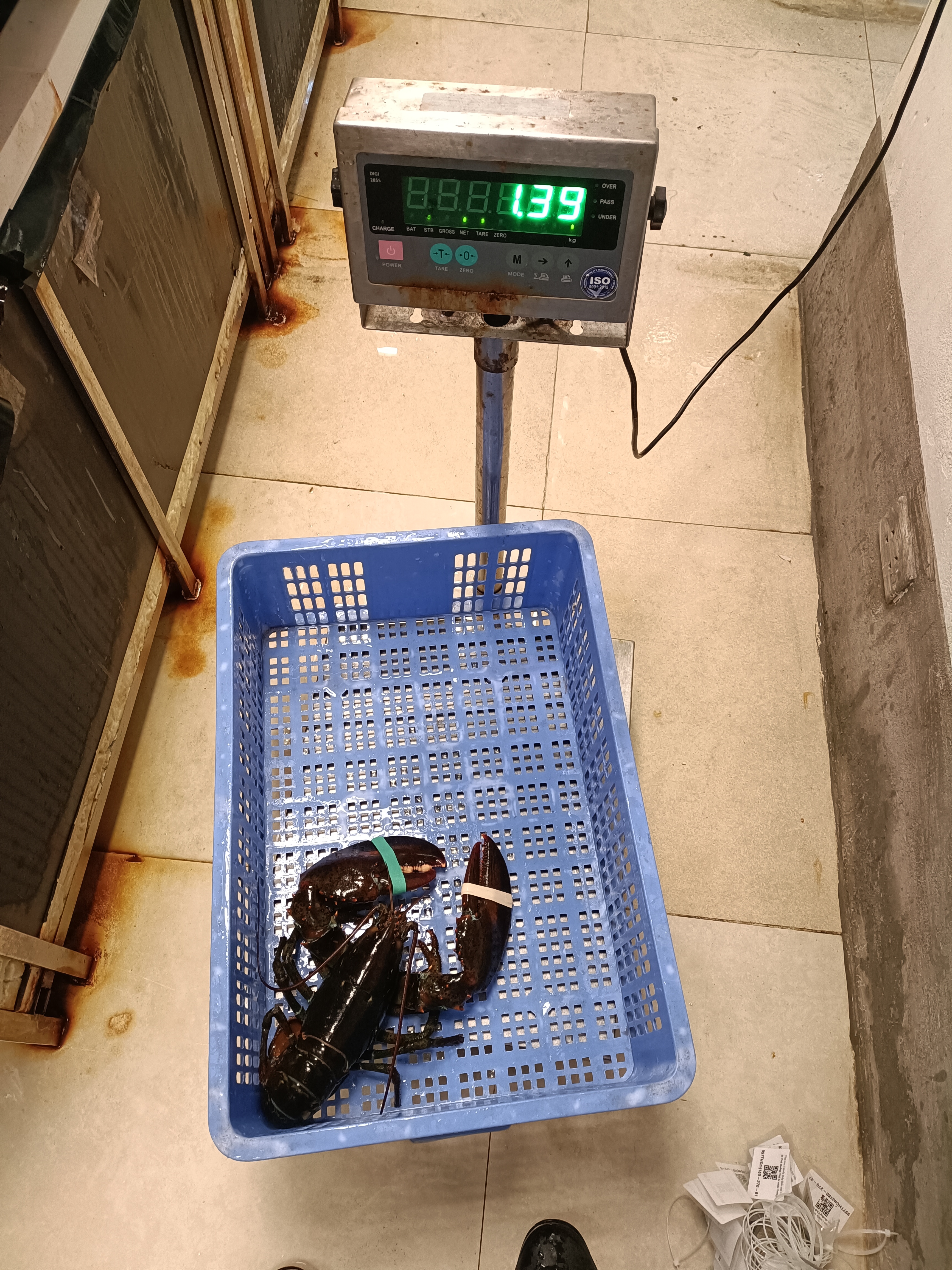 TomHumCa sj 1.3-1.8Kg