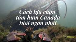 Cách chọn Tôm Hùm Canada tươi ngon nhất định bạn nên biết