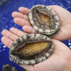 Thế giới hấp dẫn của bào ngư: các loại, đặc điểm và công dụng