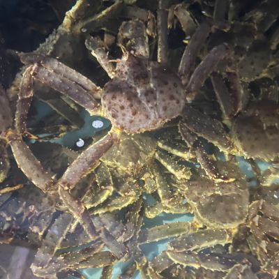 CuaKingA Blue 2.2-2.5Kg