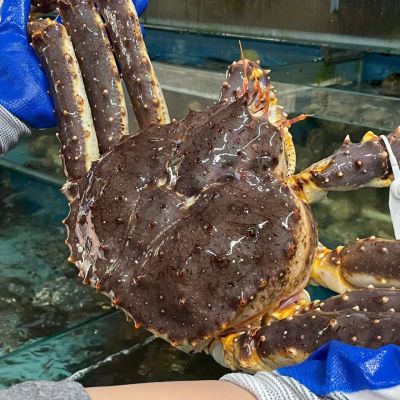 CuaKingA 1.0-1.6kg CuaKingA 1.0-1.6kg