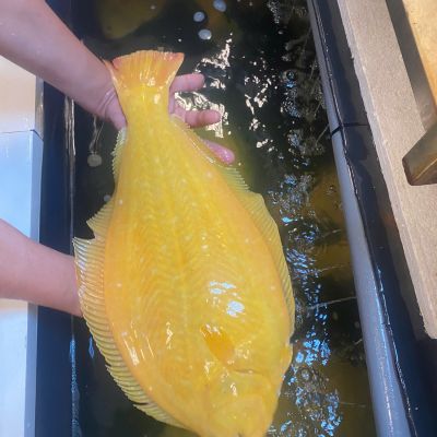 ThonBonK vàng 0.9-1kg