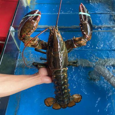 TomHumCa cacsize TomHumCa cacsize