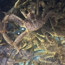 CuaKingA Blue 2.2-2.5Kg