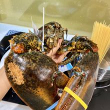 TomHumCa qt 0.57-0.66Kg