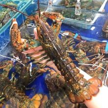 TomHumCa smc 0.45-0.53Kg