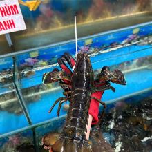 TomHumCa smc 0.45-0.53Kg