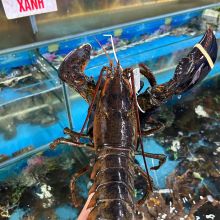 TomHumCa smd 0.9-1.1Kg