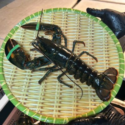 TomHumCa sl 0.8-0.9Kg TomHumCa sl 0.8-0.9Kg