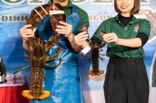 TomHumCa hv 0.66-0.8Kg