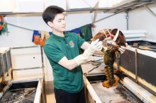 TomHumCa smd 0.9-1.1Kg