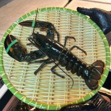 TomHumCa sl 0.8-0.9Kg