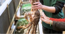 CUA KING CRAB - BÁU VẬT TỪ 'CHUYẾN SĂN BÃO TÁP' ĐẾN BÀN TIỆC GIA ĐÌNH